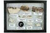 White River Oligocene Fossil Collection #233975-1